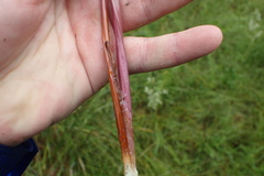 Xyris scabrifolia