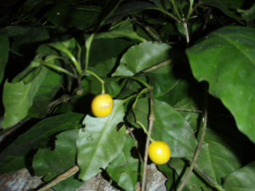 Rauvolfia macrantha