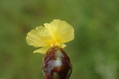 Xyris scabrifolia