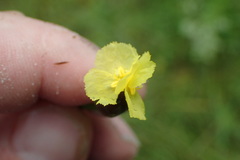 Xyris scabrifolia