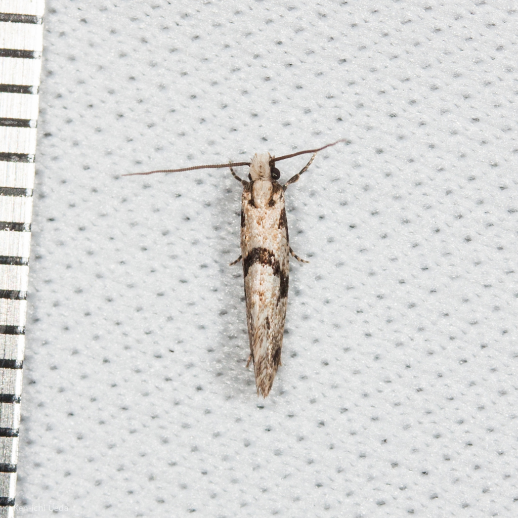 Nemapogon geniculatella