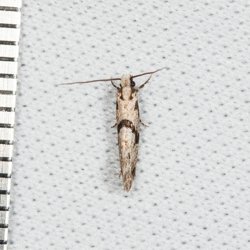 Nemapogon geniculatella