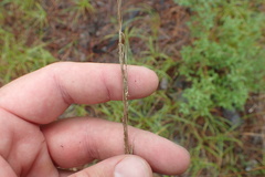 Sorghastrum elliottii