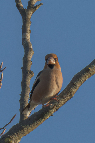 Hawfinch (Coccothraustes coccothraustes), photo 8