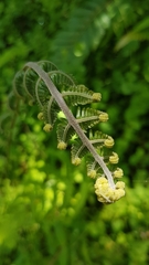 Pseudocyclosorus esquirolii
