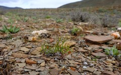 Oxalis ericifolia