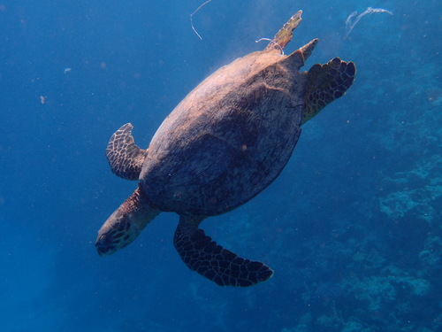 Hawksbill Sea Turtle — seen at this dive site