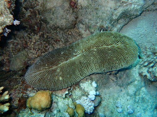 Ctenactis crassa observed 2024-11-13