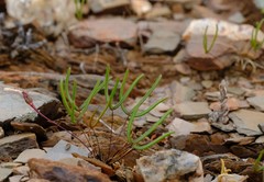Oxalis ericifolia