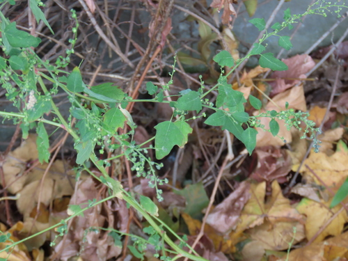 Chenopodium ucrainicum