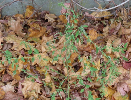 Chenopodium ucrainicum, photograph 2
