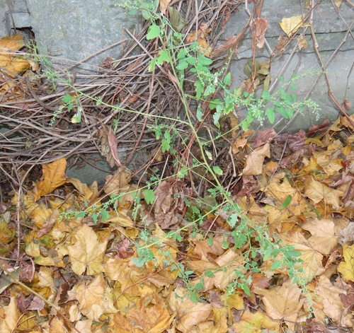 Chenopodium ucrainicum, photograph 1