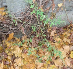Chenopodium ucrainicum, photograph Oleksandr Shynder, CC BY, iNaturalist via GBIF