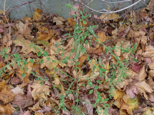 Chenopodium ucrainicum, photograph 3