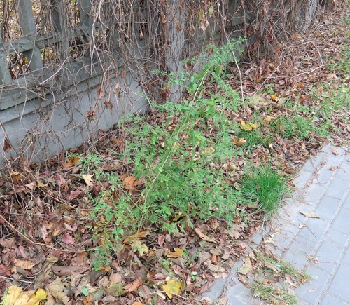 Chenopodium ucrainicum, photograph 4