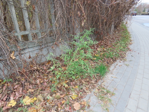 Chenopodium ucrainicum, photograph 5
