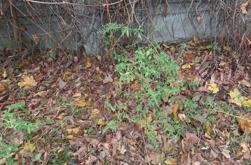 Chenopodium ucrainicum, photograph 6