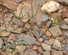 Oxalis ericifolia