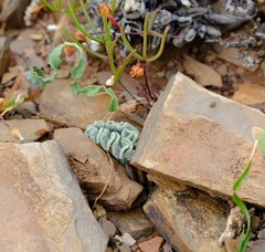 Eriospermum titanopsoides