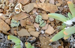 Eriospermum titanopsoides