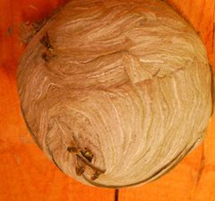 Dolichovespula sylvestris