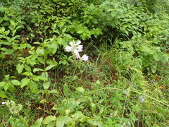 Physostegia pulchella