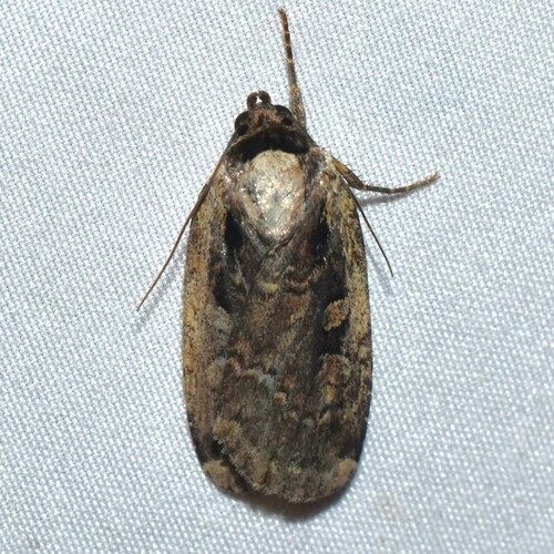 Sigmoid Dart photo 4