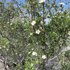 Lindleya mespiloides