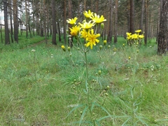Hieracium umbellatum filifolium