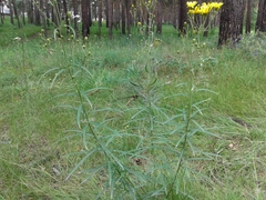 Hieracium umbellatum filifolium