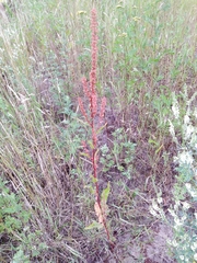 Rumex × acutus