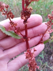 Rumex × acutus