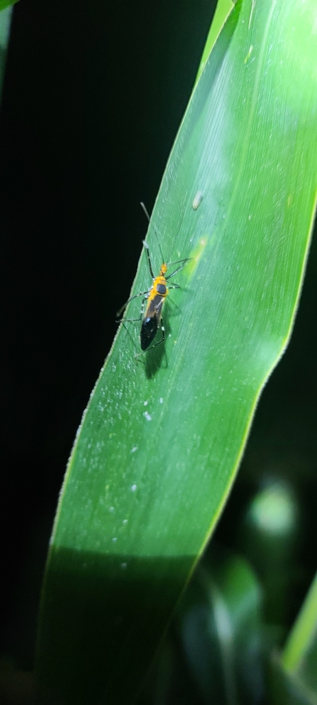 Milkweed Assassin Bug from 2X6W+PHR, El Zamorano, Francisco Morazán ...