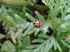 Aiolocaria hexaspilota