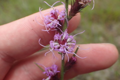 Liatris tenuis