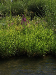 Lythrum salicaria