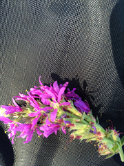 Lythrum salicaria
