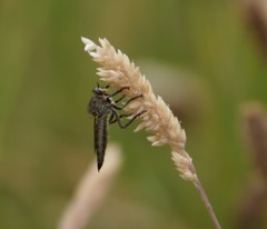 Machimus arthriticus