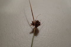 Rhynchospora fascicularis