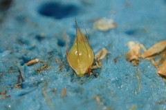 Rhynchospora fascicularis