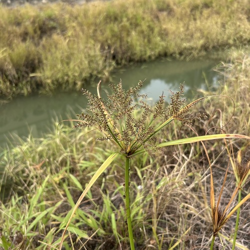 Cyperus exaltatus iNat (3)