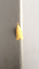 Ematheudes punctella