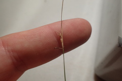 Rhynchospora oligantha