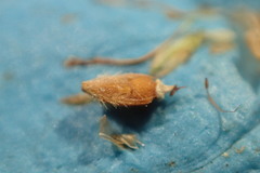 Rhynchospora oligantha