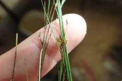 Rhynchospora rariflora