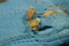 Rhynchospora rariflora