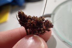 Juncus trigonocarpus