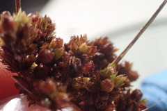 Juncus trigonocarpus