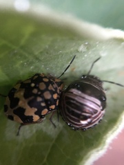 Orsilochides scurrilis