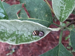 Orsilochides scurrilis